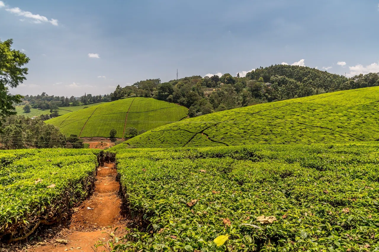How to Do the Limuru Tea Farm Day Trip From Nairobi