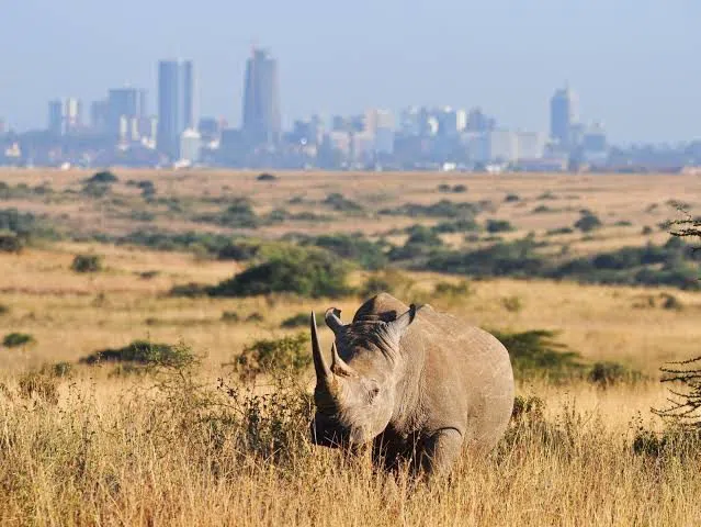 Prima che Nairobi si Svegli: Un'Alba in Bici Tra Leoni e Giraffe