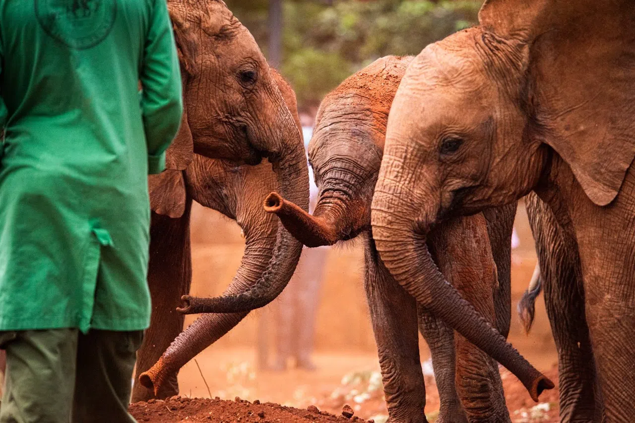 Three Days in Nairobi Before the Safari Starts