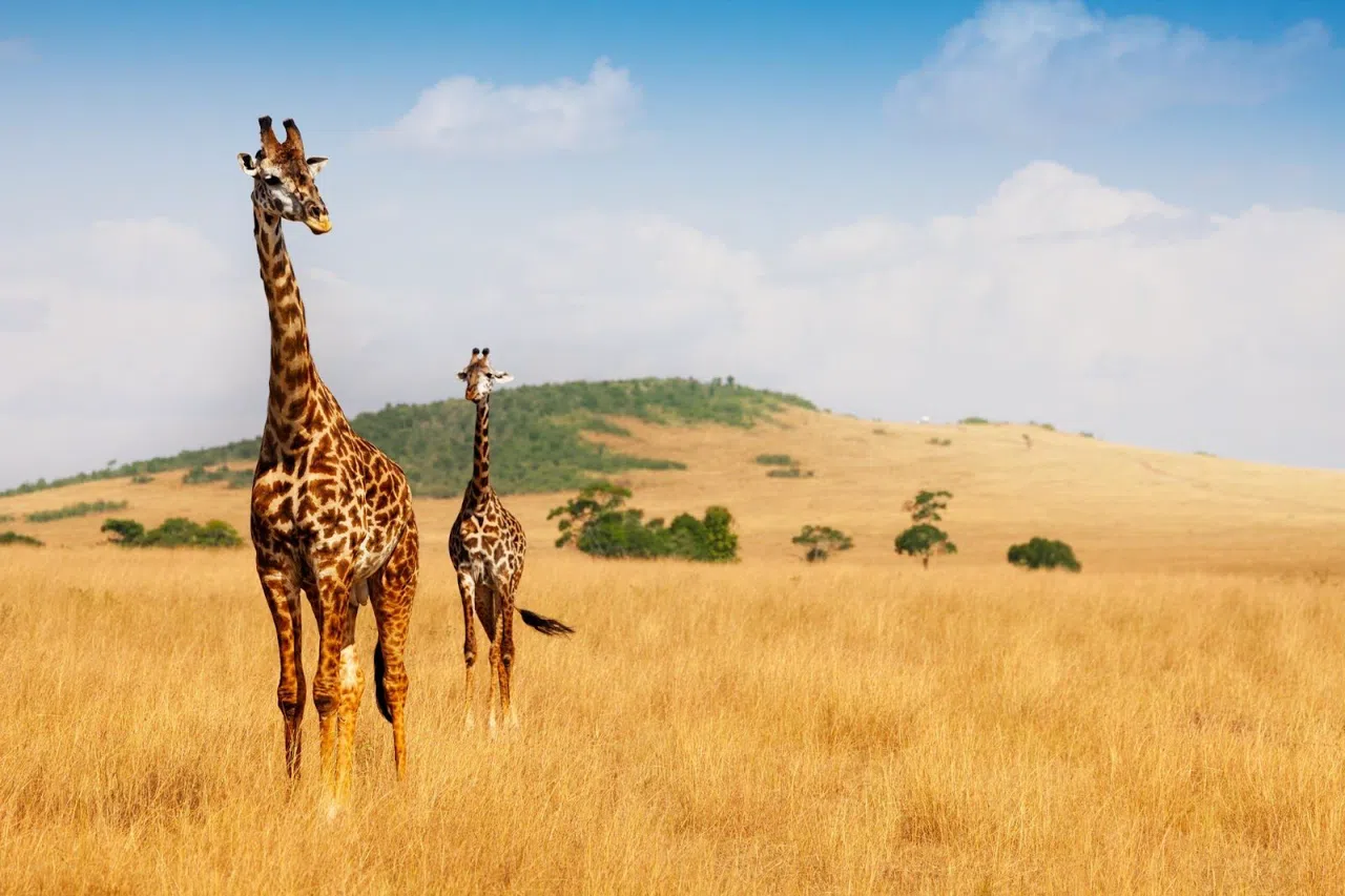 Three Days in the Mara From Nairobi by Private Land Cruiser
