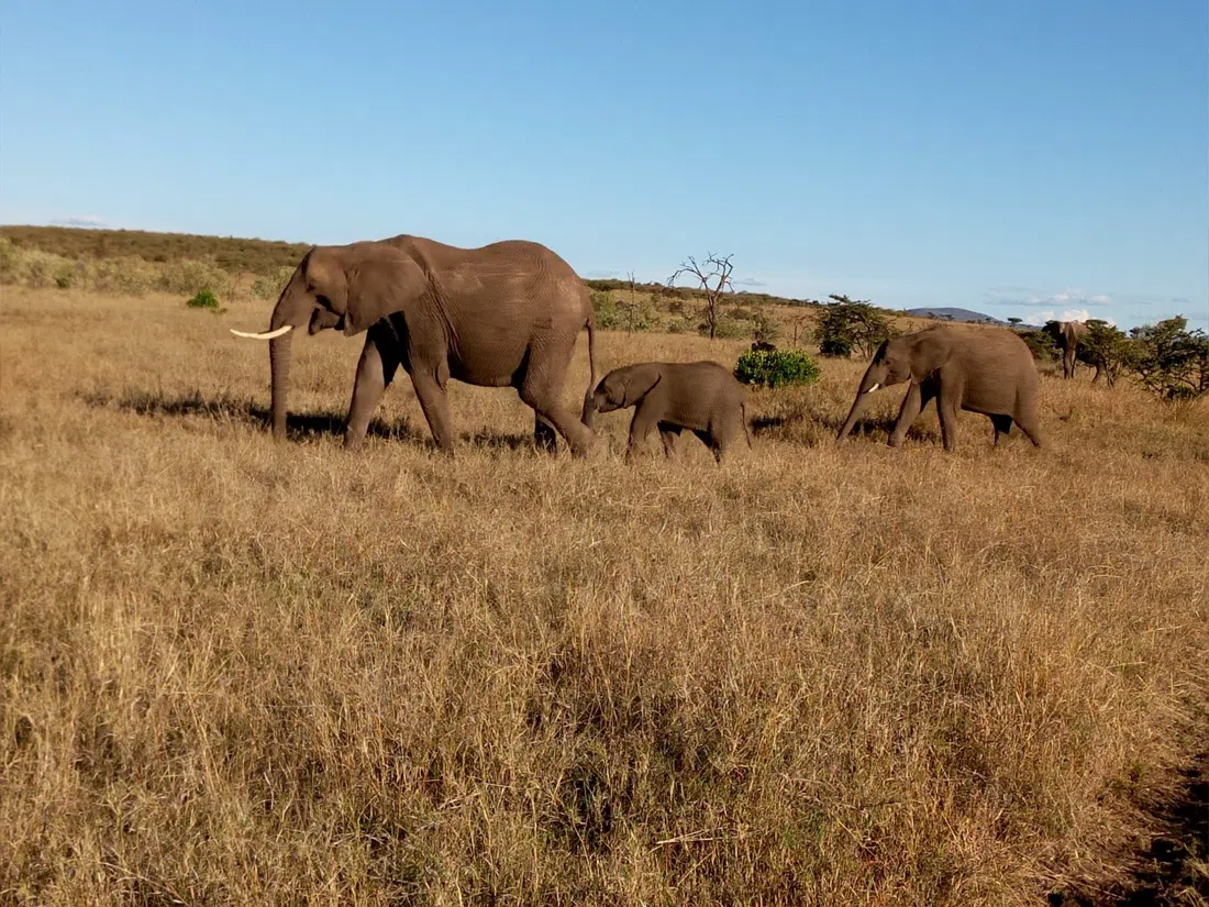 Mara Naboisho Conservancy, Nairobi
