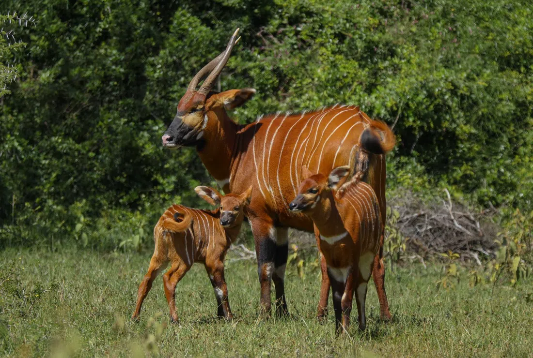 Mount Kenya Wildlife Conservancy Animal Orphanage, Nairobi