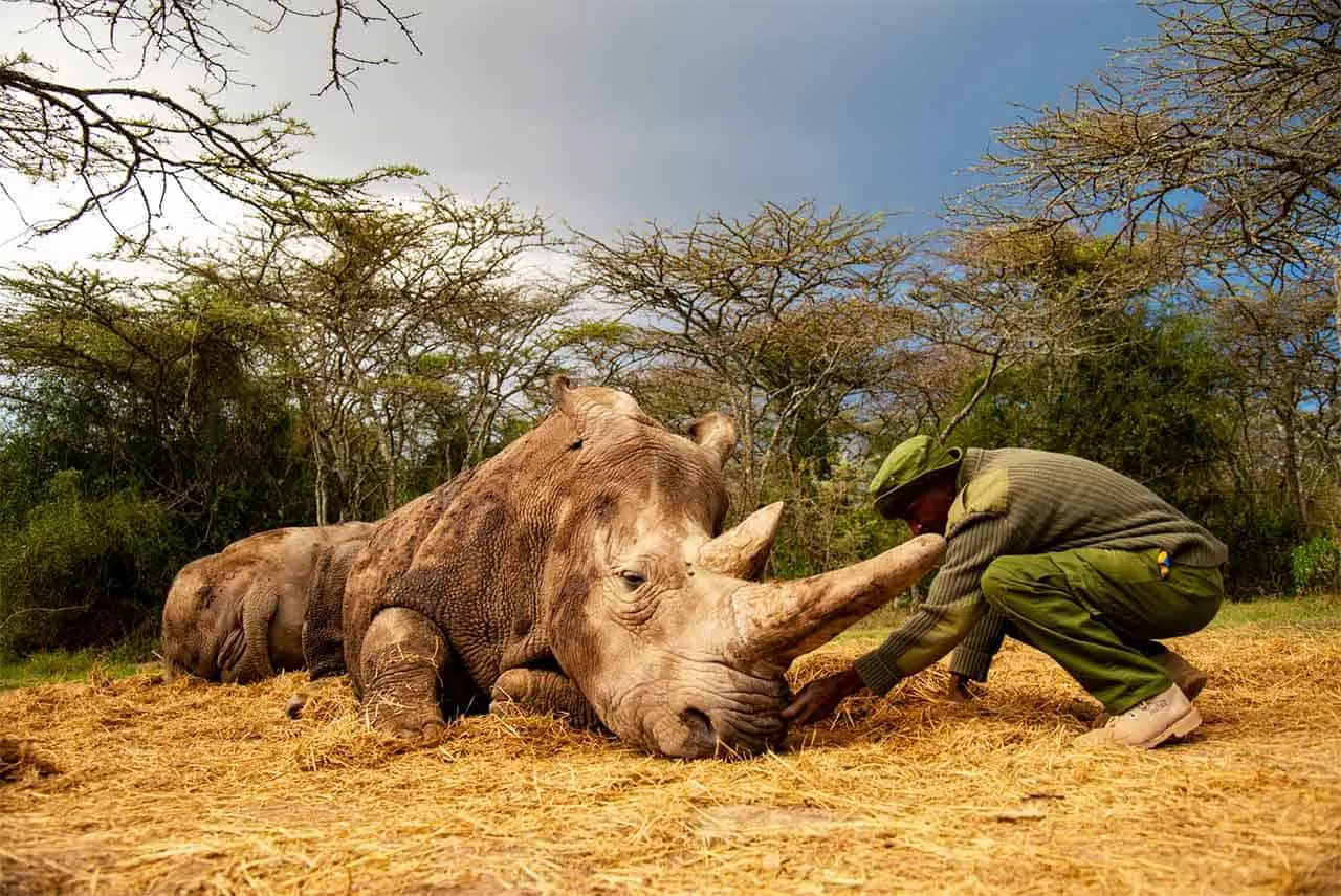 Ol Pejeta Conservancy, Nairobi