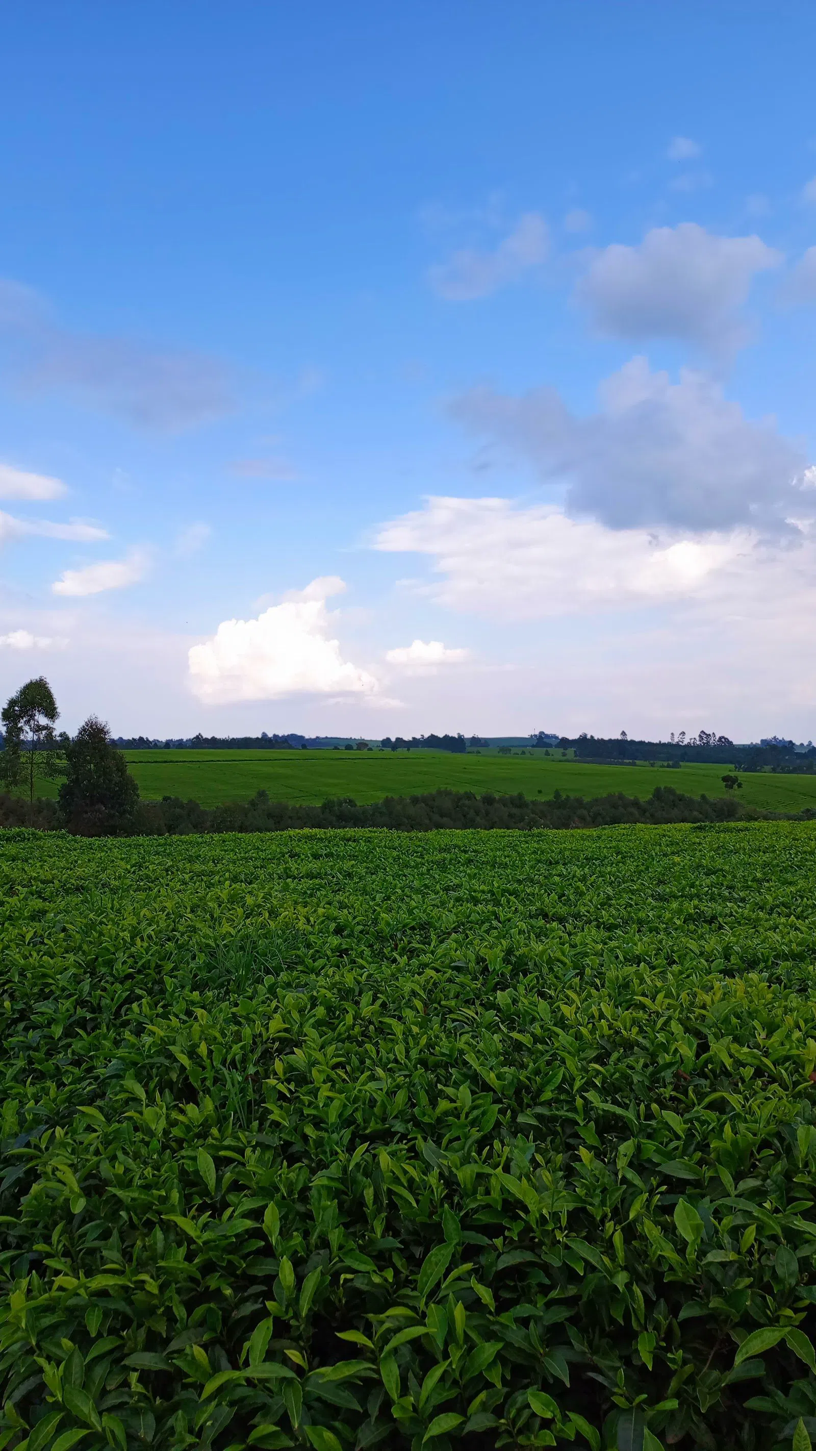 Karai Teeplantage, Nairobi