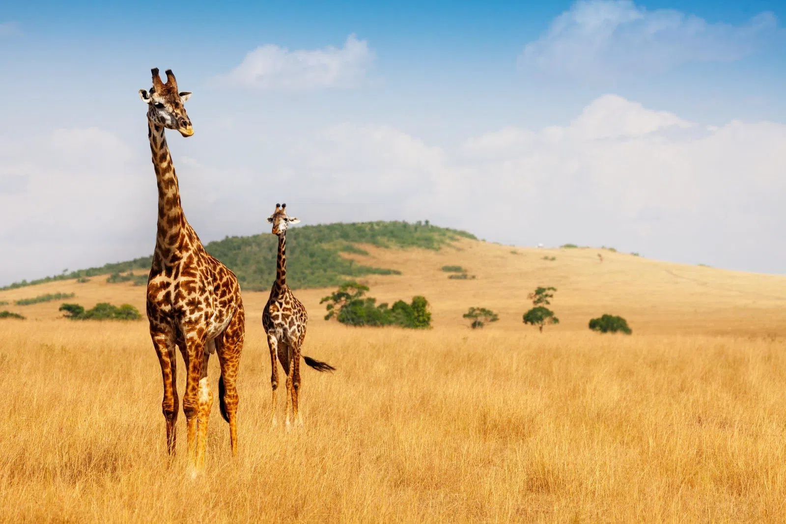 Four days from Nairobi to the Mara and Lake Nakuru in October